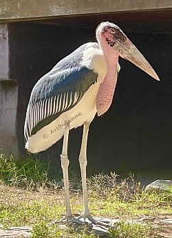 MARABOU -STORK